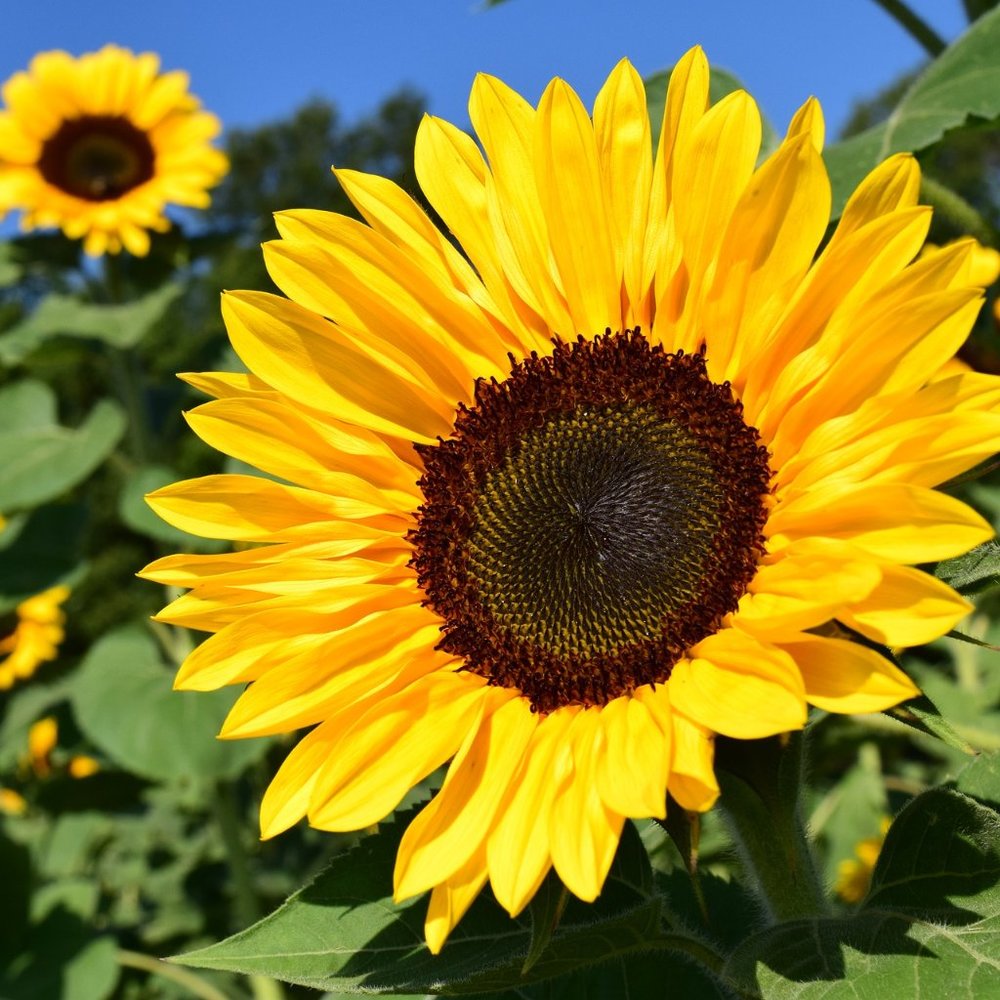 Meet your Posher, Natalie